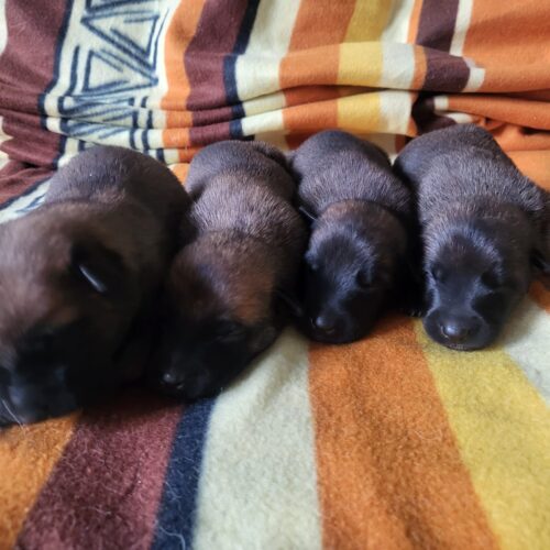 Afbeelding van WhatsApp op 2025-07-20 om 14.33.27_30ca0d73