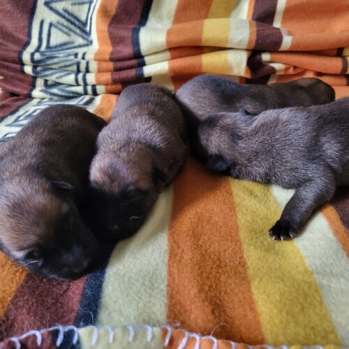 Afbeelding van WhatsApp op 2025-07-20 om 14.33.27_7867549b