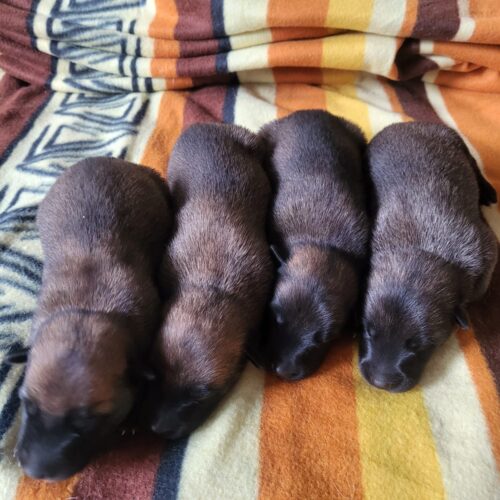 Afbeelding van WhatsApp op 2025-07-20 om 14.33.28_35defac2