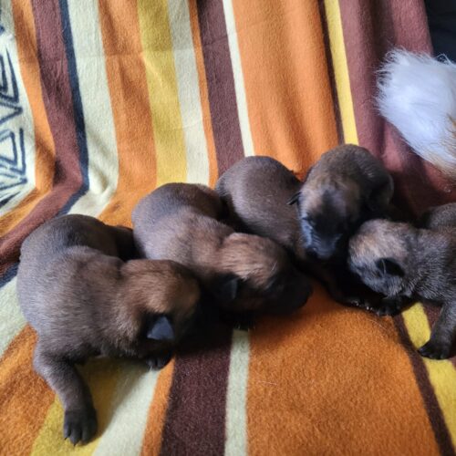 Afbeelding van WhatsApp op 2025-07-20 om 14.33.28_ebdf2d7a